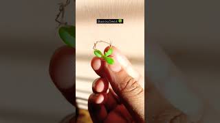 tiny succulent #the_home_botanist#youtubeshorts #shortvideo #succulents