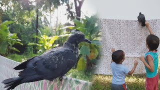 Children Playing With Baby Pigeon | Ryan & Ehan Playing With Baby Dove | Kids Playing with Pigeon