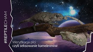 Seksowanie kameleonów, sprawdzanie płci - Hodowla Kameleonów