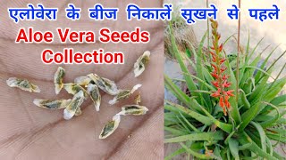 ऐलोवेरा के बीज जरूर निकालें | Aloe Vera Seeds From Plants | Collecting Aloe Vera Seeds