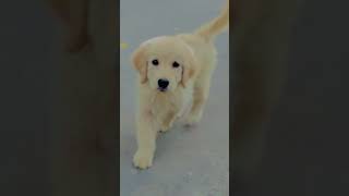 Golden retriever female #dog #goldenretriever #viral #doglover #ghawarvlogz #shorts