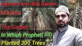 Madina, Salman Farsi (RA) Garden, Prophet Muhammad PBUH Planted 300 Trees In This Garden | Madina