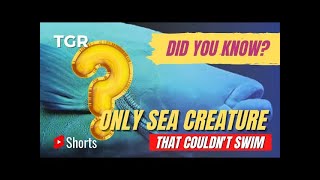 The Sea Creature That Couldn't Swim | #ShortVideo 131