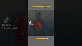 Respiratory System हम सांस कैसे लेते हैं? 🤔3D Animation #respiratorysystem #3danimation #biology