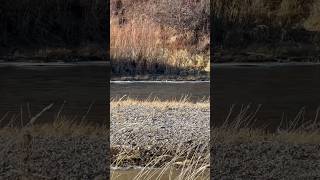 Hiking by the smith river in western Montana!