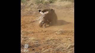 Grevys Zebra in Samburu National Reserve Kenya