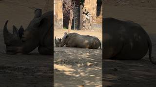 RHINO 🦏 IN LAHORE ZOO  #like #subscribe #shorts