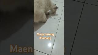 maen bareng Klomang