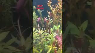 Aquarium with live plants #shorts