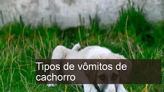 Tipos de vômitos de cachorro - Significados (Com FOTOS)