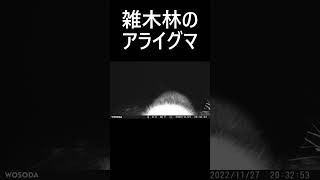 アライグマ。 フルバージョンはコメント欄からどうぞ