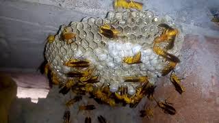 Honey bee hive