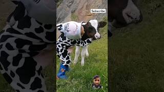 Little Girl sings To Baby Calf #cow #cutebaby #cute #babycow #shorts