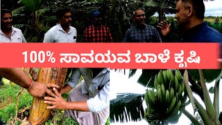 100% ಸಾವಯವ ಬಾಳೆ ಕೃಷಿ  100% Organic Banana Farming Nendra Banana #organicfarming