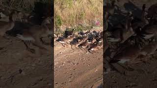 Geese On The Beach