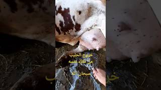 ماشاء الله  بقرة موبيليار تدر الحليب لوحدها ، excellente vache montbéliarde