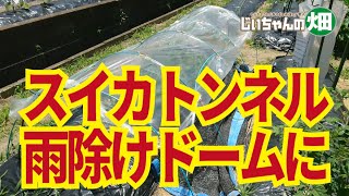 小玉スイカをトンネルから雨除けドームに変えて梅雨に備える。5/19