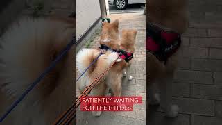 Doggie so EXCITED ||#shorts ||#viral ||#trending ||#video ||#viralvideo ||#viralshorts ||#dog