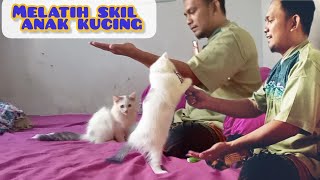 moezza cat, kucing pintar #cat #kucingkampung #kucinglucu #kucingoren #kucingpersia #cute cat