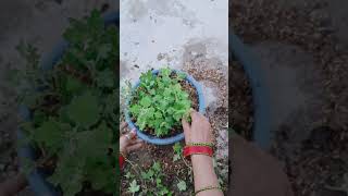 ख़राब गुलदावरी के पौधे को कटिंग से कैसे लगाएं//30Sep. 2024#gardening #pfg#gardenplants#garden #video