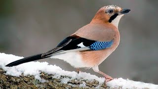 Сойка в птичьей столовой. г.Дегтярск. 😇❄️👍Jay in the bird's dining room. Degtyarsk.