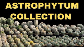 A Journey Through My Astrophytum Cactus Collection 🌵✨ | Cactus Tour