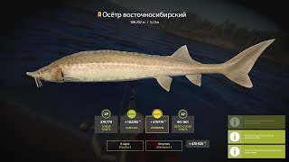 Трофейный Осётр восточносибирский. Русская рыбалка 4 | Russian Fishing 4