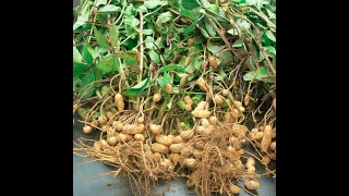 A very Easy Method for Growing Peanuts in Pots.