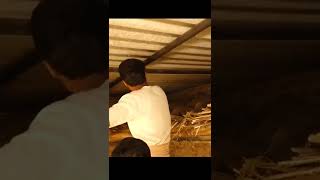 जब अचानक जहरीला कोबरा ने बहुत तेजी से किया अटैक, फिर कैसे क्या हुआ। Dangerous Cobra Snake Rescue