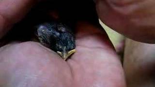 "Pi-Chi" the baby Mud Swallow bird 13 May 2007