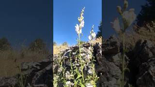 Antirrhinum graniticum (pegamoscas)