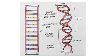 DNA structure