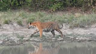 Tiger drinks water after feeding her belly at Corbett-May 2024