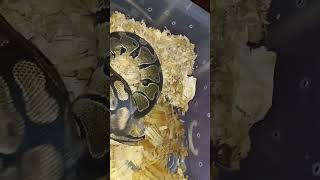 Warning Ball Python Live Feeding Small Rat