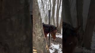 SNOWFALL IN AZERBAIJAN🇦🇿| BEAUTIFUL HORSES AND NATURE