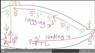 Biol 107 Tutorial DNA replication part 2