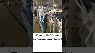 Andreas Maier setzt auf die Rinderbesamung mit Kamera! #shorts