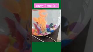 Why is my betta fish Angry 🐟