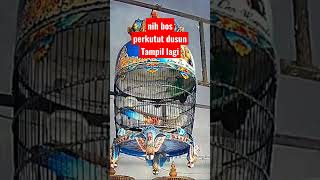 Perkutut Bangkok Juara  #perkutut #suaraperkututlokal #perkututgacor #perkututkaturanggan