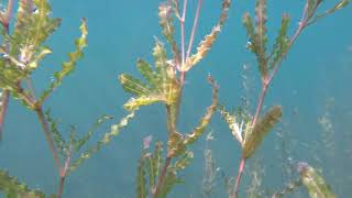 Curley Leaf Pondweed (Potamogeton crispus)