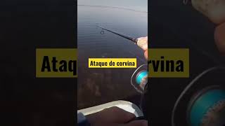 Ataque de corvina. Video completo en el canal