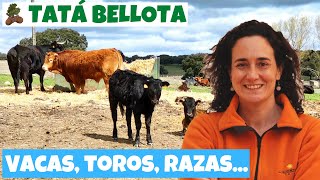 04. Vacas, toros, razas en el campo...