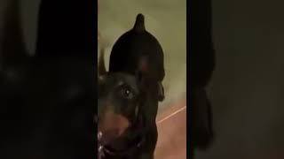 ПРИКОЛ Собака собирается на дачу #Shorts #Dog