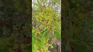 Gooseberry tree💚Usirikayalu