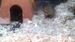 Gerbils