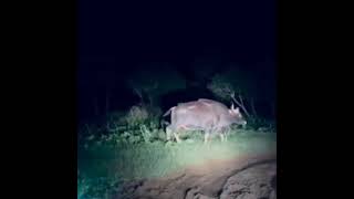 #shorts off-road ride with my brother at night