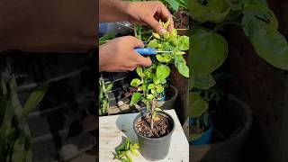 Hard Pruning Hibiscus Plant.#hibiscus #plants #shorts #video #ytshorts #garden #trending #viral