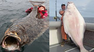 Amazing Giant Halibut Fishing Longline On The Sea - Fastest Halibut Fillet Processing Skills #2