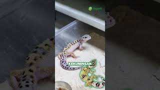 Ini dia cara membedakan gecko morph mack snow dan tug snow 🦎😬#gecko #macksnow #tugsnow #morphgecko