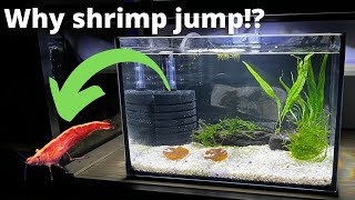 Top 5 reasons why shrimp jump out of tanks.